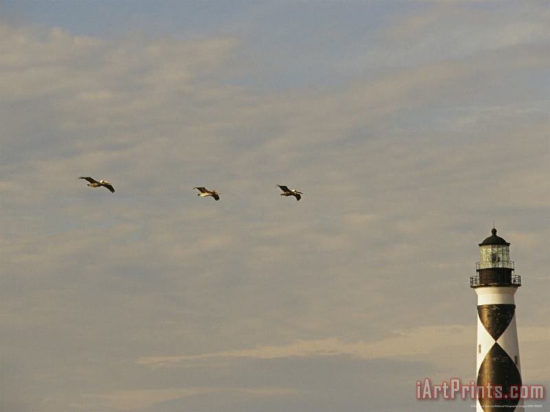 Brown Pelicans Flying Near The Cape Lookout Lighthouse painting - Raymond Gehman Brown Pelicans Flying Near The Cape Lookout Lighthouse Art Print