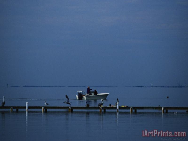 Brown Pelicans Sitting on a Dock As a Fisherman in a Boat Passes by painting - Raymond Gehman Brown Pelicans Sitting on a Dock As a Fisherman in a Boat Passes by Art Print