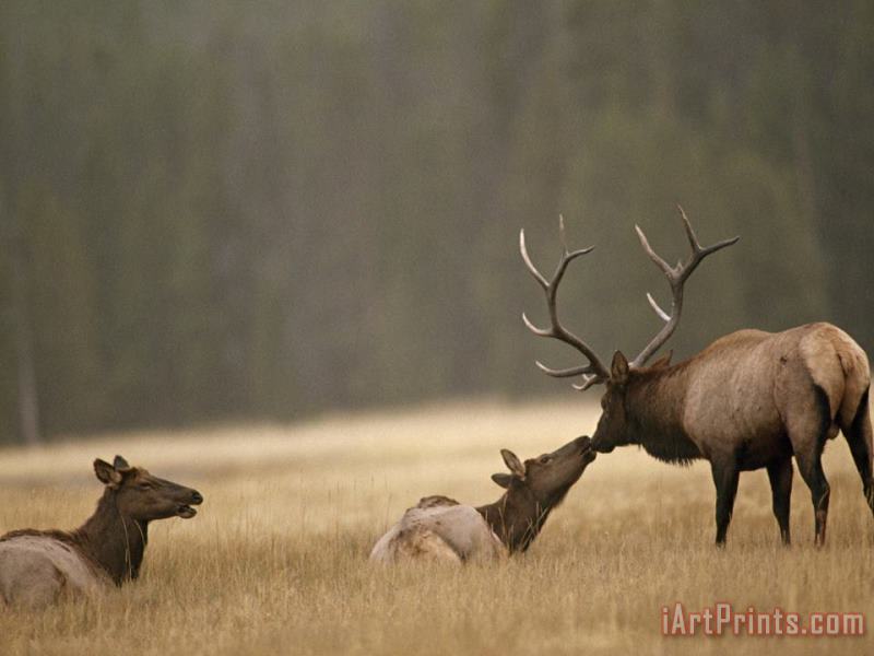 Raymond Gehman Bull Elk Nuzzles a Cow in Yellowstone's Elk Park a Meadow Near The Gibbon River Art Painting