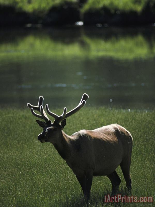 Raymond Gehman Bull Elk with Velvet Antlers Madison River Art Print