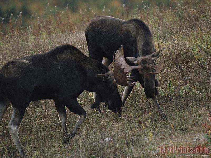 Raymond Gehman Bull Moose Alces Alces Spar During Breeding Season Art Print
