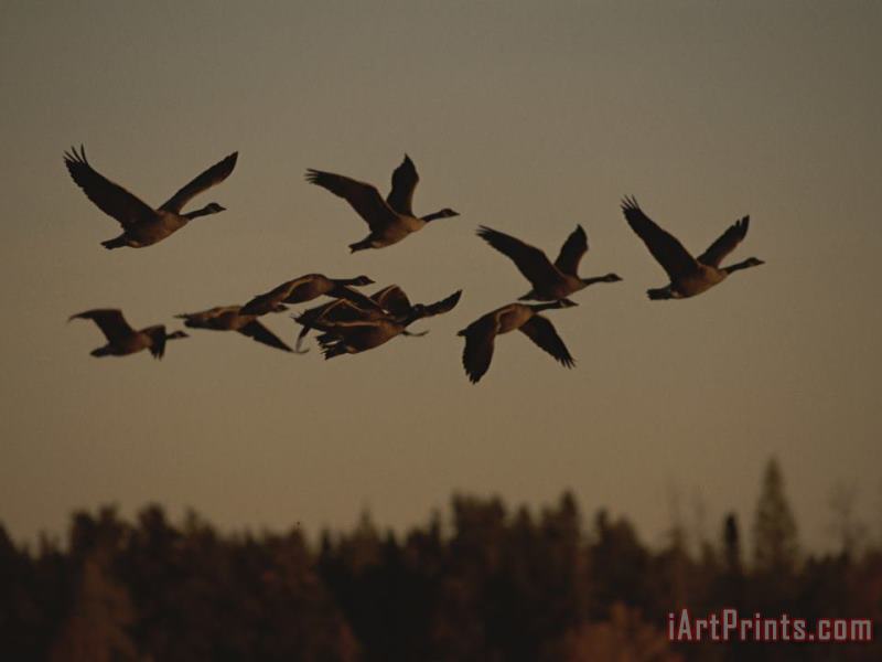 Canada Geese Fly in a Group Through a Goose Sanctuary painting - Raymond Gehman Canada Geese Fly in a Group Through a Goose Sanctuary Art Print