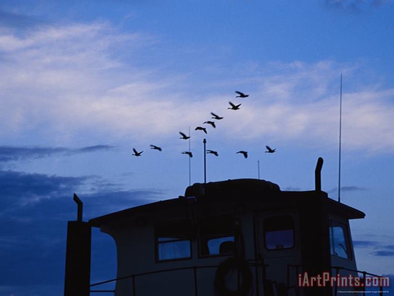Raymond Gehman Canada Geese Flying High Over a Boat at Twilight Art Print