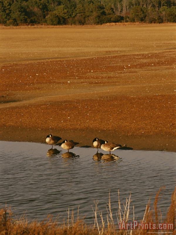 Raymond Gehman Canada Geese Resting in The Shallows of a Freshwater Marsh Art Painting