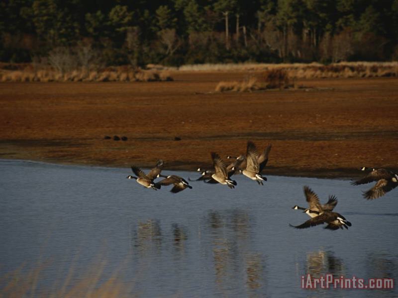Canada Geese Take Flight Over a Marsh painting - Raymond Gehman Canada Geese Take Flight Over a Marsh Art Print