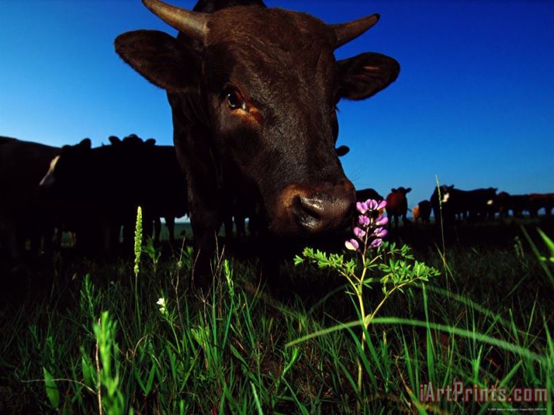 Raymond Gehman Cattle Enjoy Grazing on The Tall Grass Prairie Art Painting