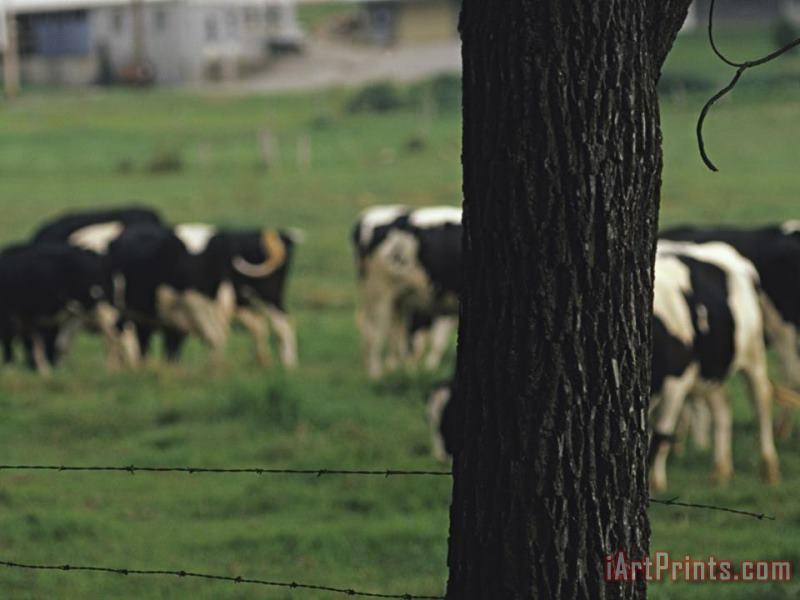 Cattle Grazing in a Field Beyond a Barbed Wire Fence painting - Raymond Gehman Cattle Grazing in a Field Beyond a Barbed Wire Fence Art Print