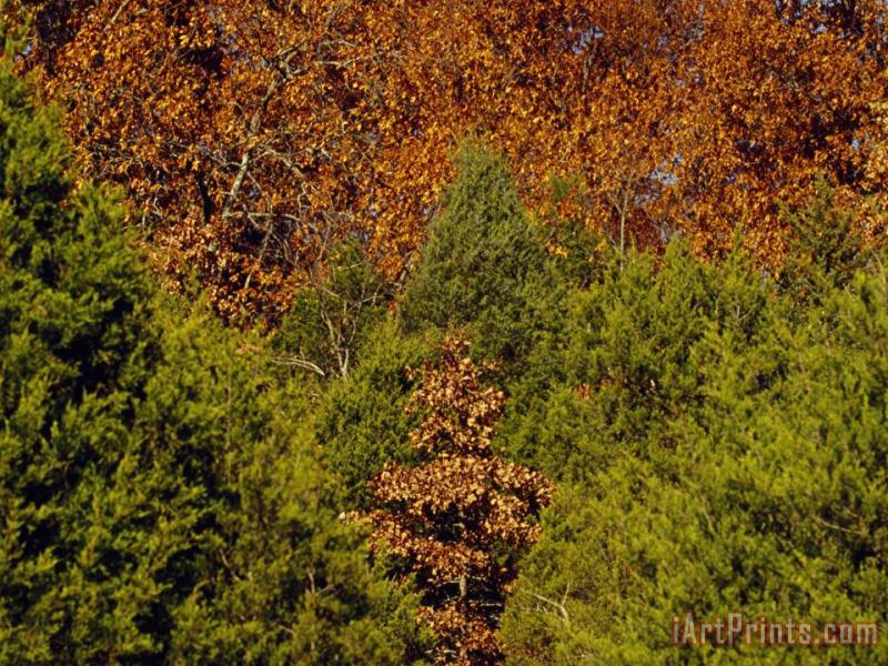 Raymond Gehman Cedar Trees in Lush Green And a Stand of Oaks in Autumn Hues Art Print