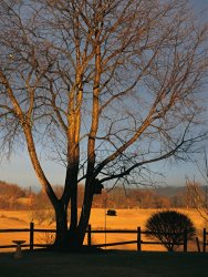 Raymond Gehman Cherry Tree in Waynesboro Pennsylvania