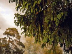 Raymond Gehman Close Detail of a Norway Spruce Tree Branches