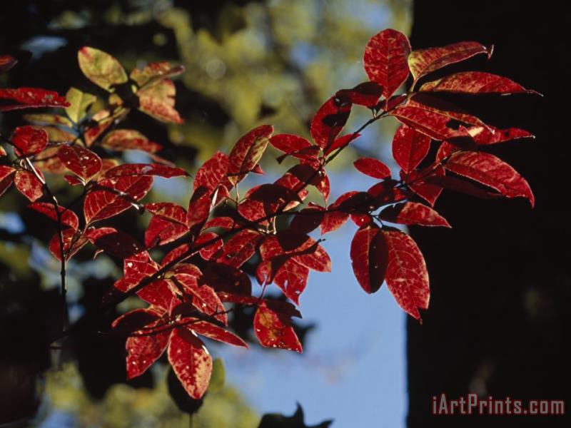 Close Up of a Branch of Dogwood Leaves in Rich Red Autumn Hues painting - Raymond Gehman Close Up of a Branch of Dogwood Leaves in Rich Red Autumn Hues Art Print