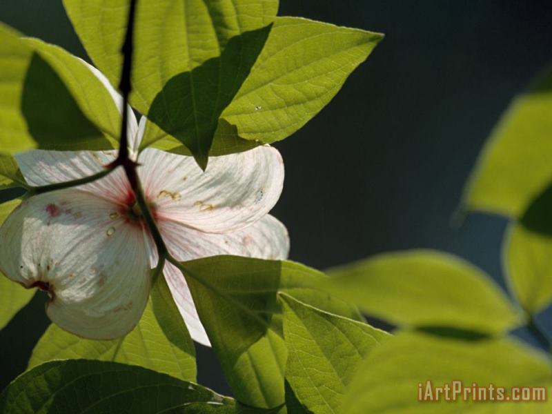 Close Up of a Dogwood Flower And Leaves painting - Raymond Gehman Close Up of a Dogwood Flower And Leaves Art Print