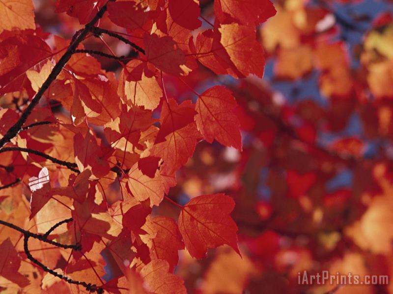 Close Up of Autumn Leaves painting - Raymond Gehman Close Up of Autumn Leaves Art Print