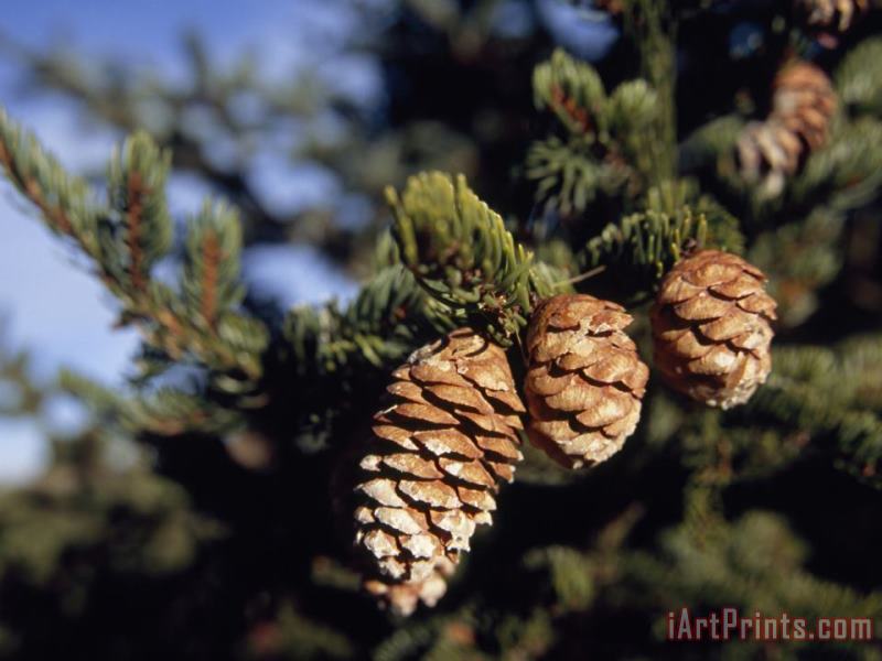 Raymond Gehman Close Up of Cones on a Spruce Tree Branch Art Painting