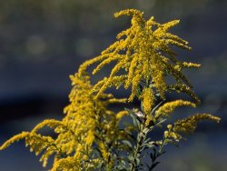Raymond Gehman Close Up of Goldenrod Flowers