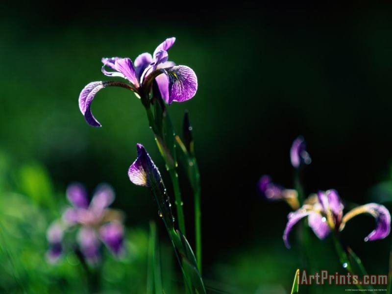 Raymond Gehman Close Up of Irises Taken at North Hegman Lake Art Print