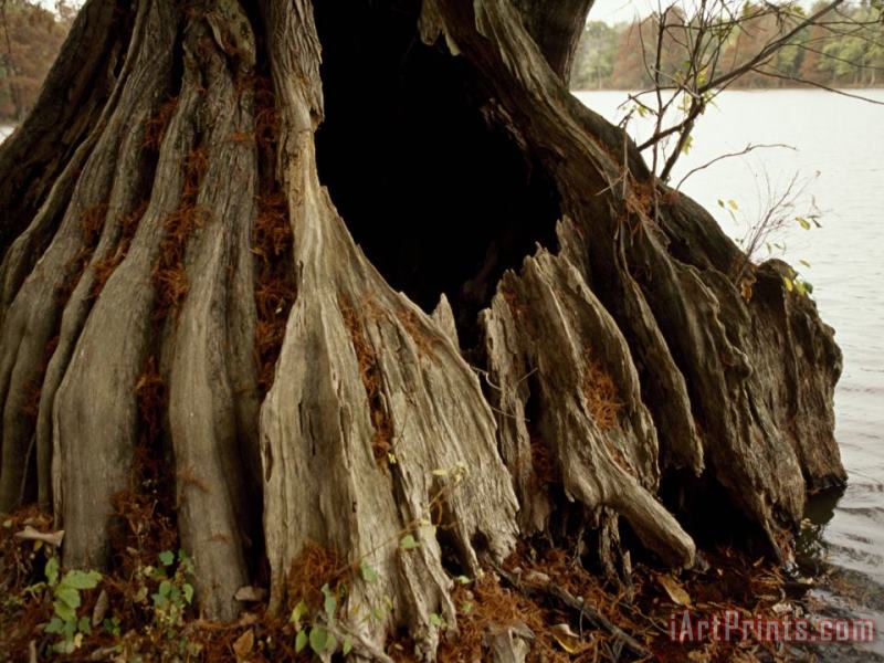 Raymond Gehman Close Up of The Base of a Bald Cypress Tree at Water's Edge Art Print
