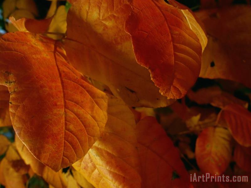 Close Up View of Autumn Leaves painting - Raymond Gehman Close Up View of Autumn Leaves Art Print