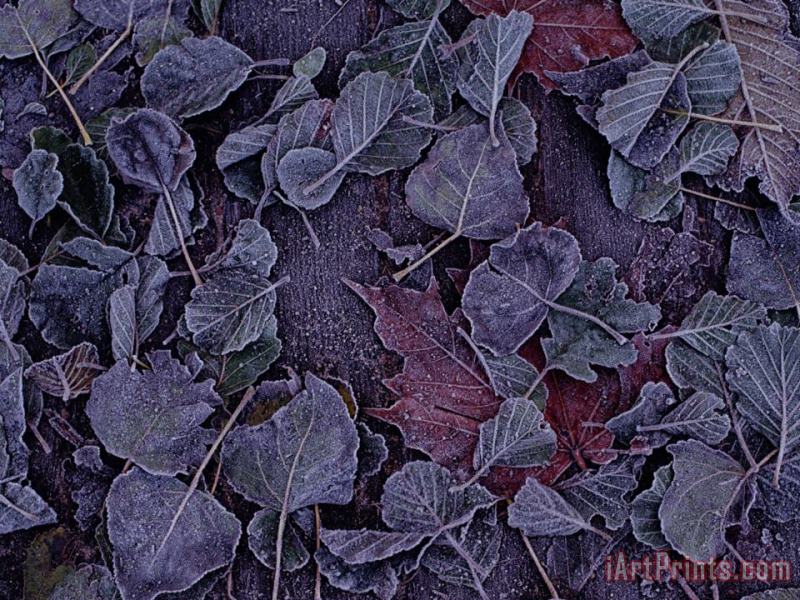 Raymond Gehman Close Up View of Frost on Fallen Alder Leaves Art Print