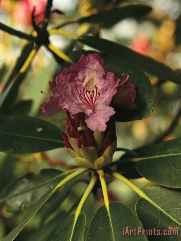 Close View of a Blooming Rhododendron painting - Raymond Gehman Close View of a Blooming Rhododendron Art Print