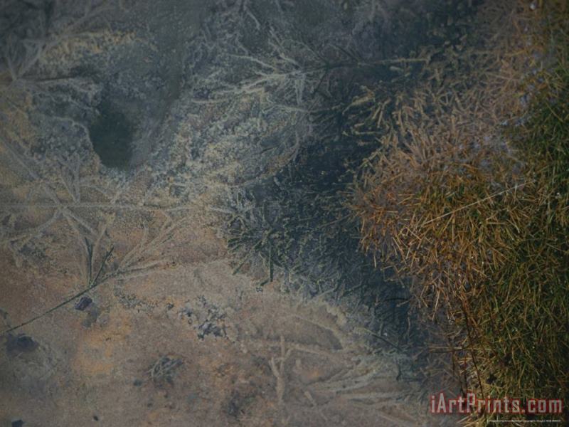 Raymond Gehman Close View of a Creek Bottom Littered with Mineral Encrusted Twigs Art Print
