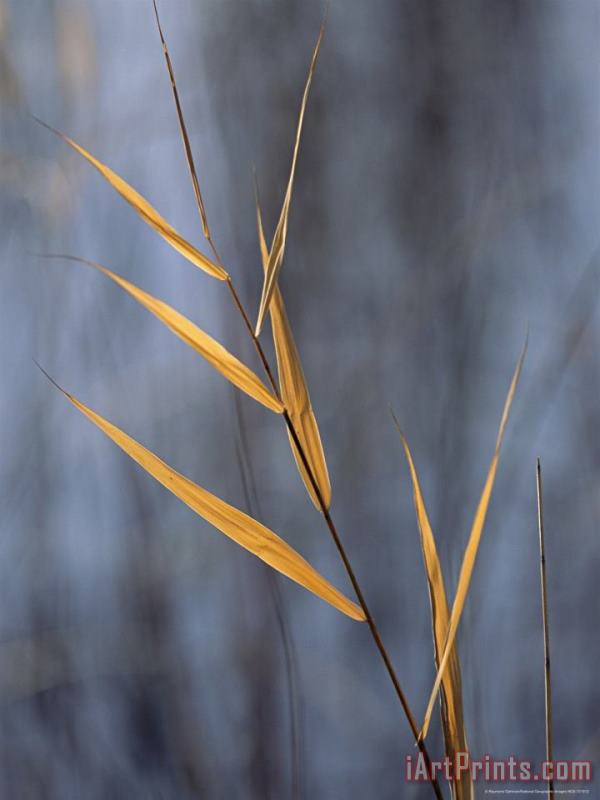 Close View of a Stalk of Grass in Grass River Provincial Park painting - Raymond Gehman Close View of a Stalk of Grass in Grass River Provincial Park Art Print