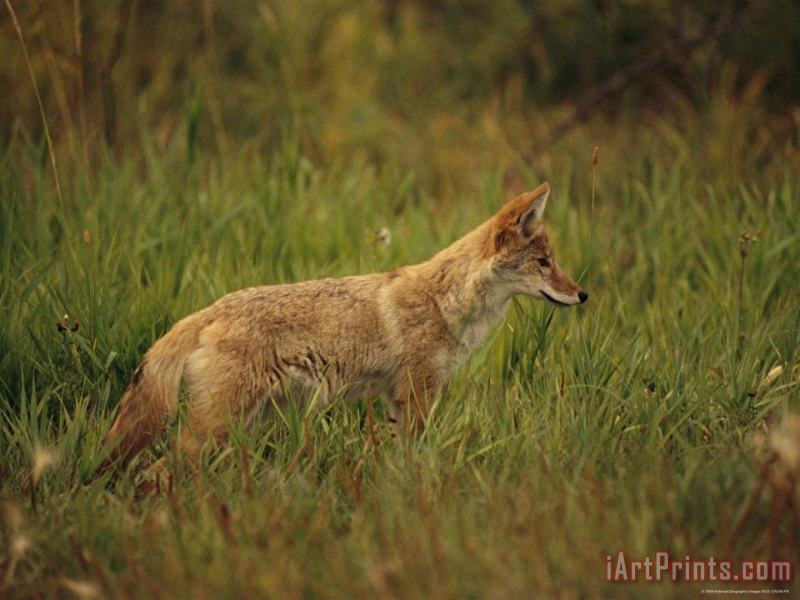 Close View of a Young Coyote painting - Raymond Gehman Close View of a Young Coyote Art Print