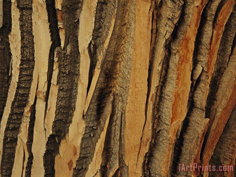 Raymond Gehman Close View of Bark on an Old Growth Cottonwood Tree Art Painting