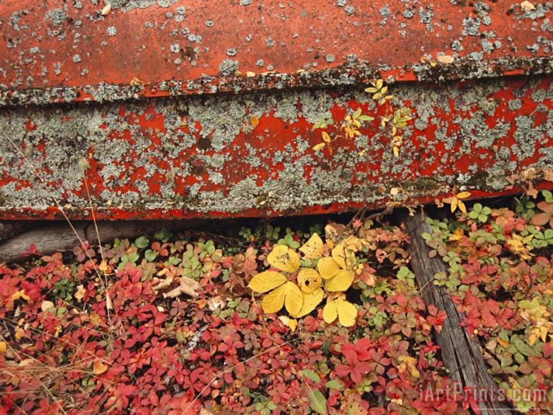 Close View of Fall Foliage And a Lichen Covered Rowboat painting - Raymond Gehman Close View of Fall Foliage And a Lichen Covered Rowboat Art Print