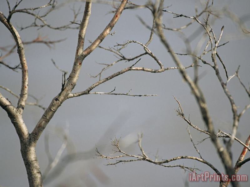 Close View of Leafless Tree Branches painting - Raymond Gehman Close View of Leafless Tree Branches Art Print