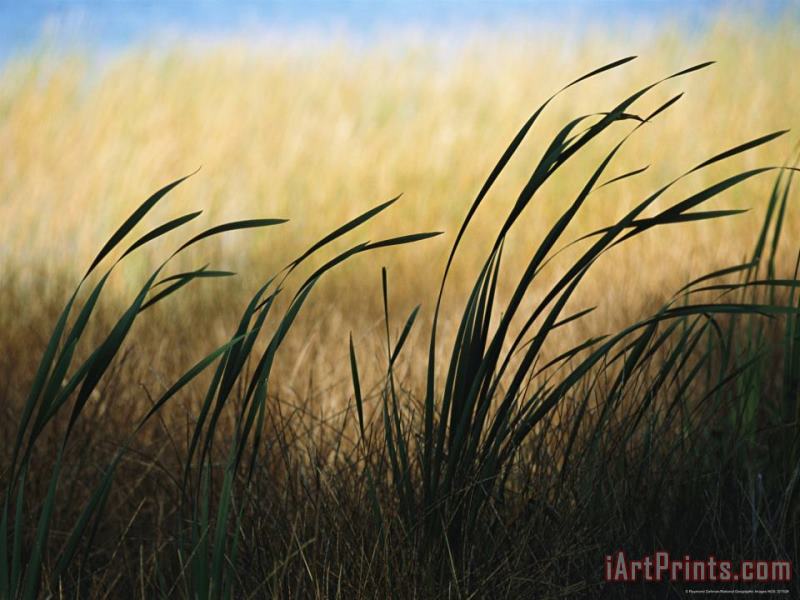Close View of Windblown Cattails painting - Raymond Gehman Close View of Windblown Cattails Art Print
