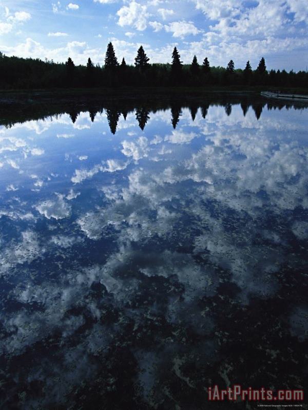 Raymond Gehman Clouds And Trees Reflected on The Surface of Astotin Lake Art Painting