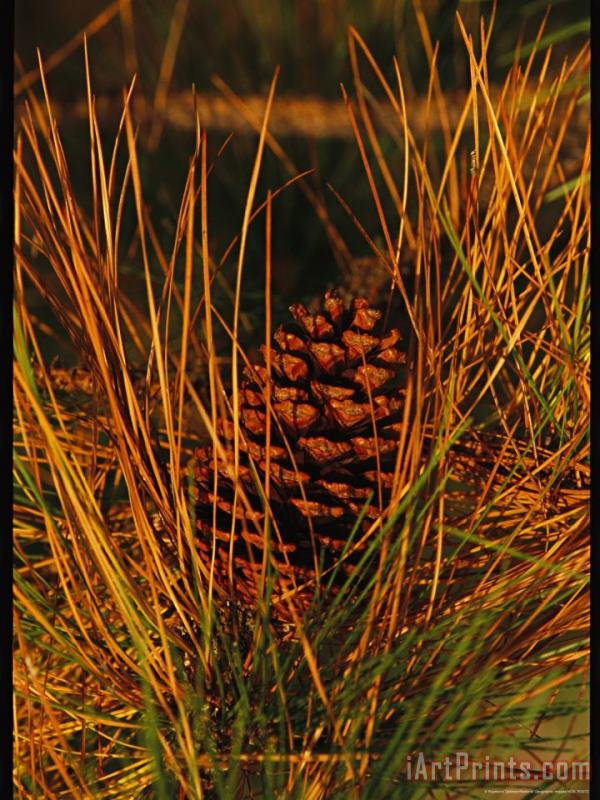 Raymond Gehman Cluster of Long Leaf Pine Needles And Cones Art Painting