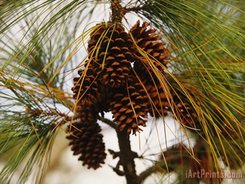 Raymond Gehman Cluster of Long Leaf Pine Needles And Cones Art Print
