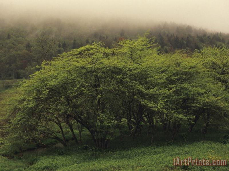 Cluster of Trees And a Hillside in Morning Fog painting - Raymond Gehman Cluster of Trees And a Hillside in Morning Fog Art Print