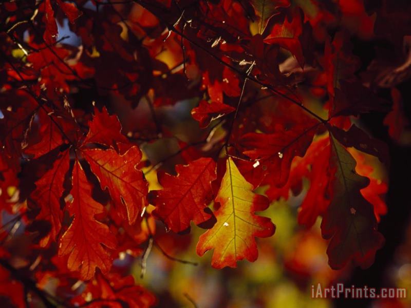 Raymond Gehman Clusters of Colorful Oak Leaves in Fall Colors Art Print