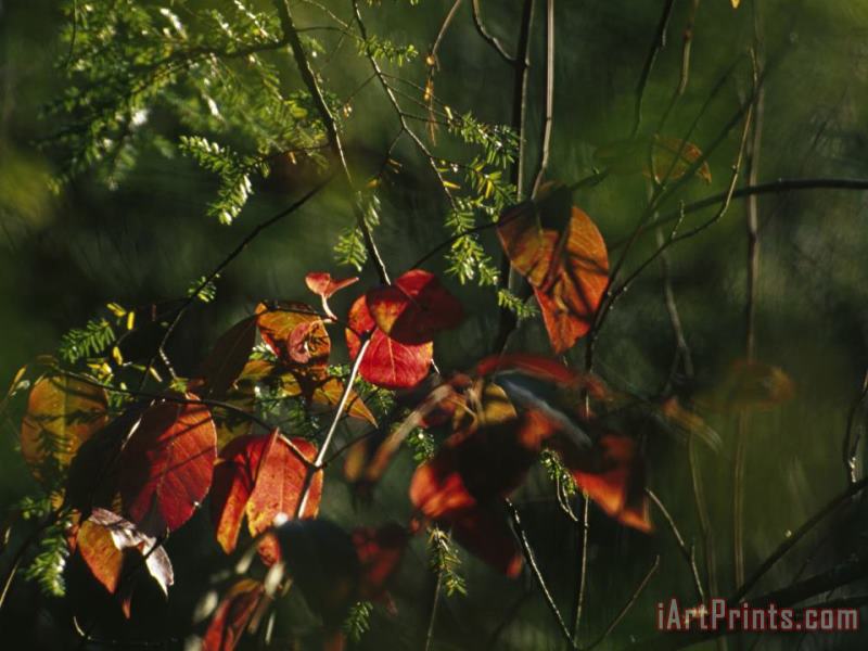 Raymond Gehman Colorful Red Osier Dogwood Leaves Among Eastern Hemlock Twigs Art Print