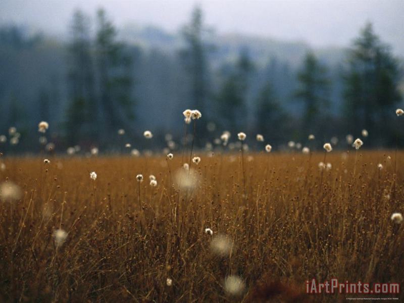 Raymond Gehman Cotton Grass Sedges And a Red Spruce Forest in a Bog Art Print