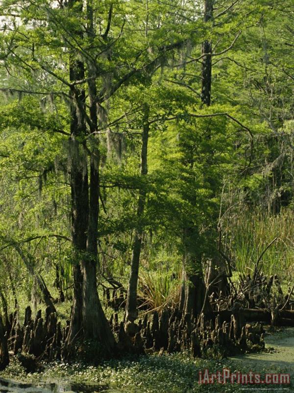Cypress Trees with Knees Growing in a Swamp painting - Raymond Gehman Cypress Trees with Knees Growing in a Swamp Art Print