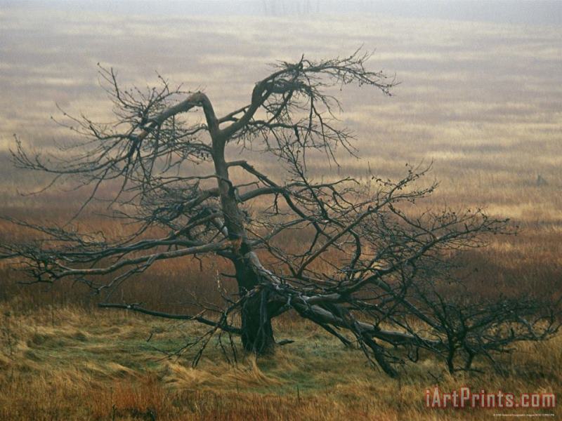 Dead Tree Snag in a Meadow painting - Raymond Gehman Dead Tree Snag in a Meadow Art Print