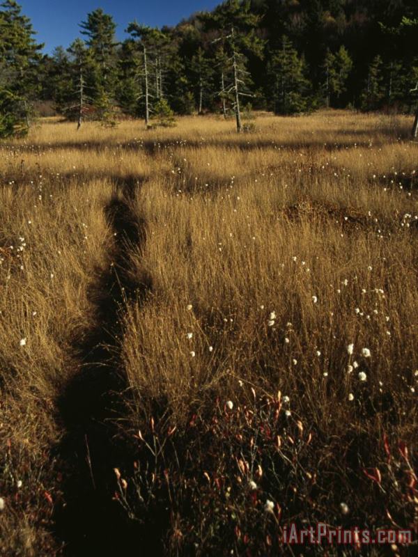 Raymond Gehman Deer Trail Through Tall Golden Cottongrass in a Glade Art Print