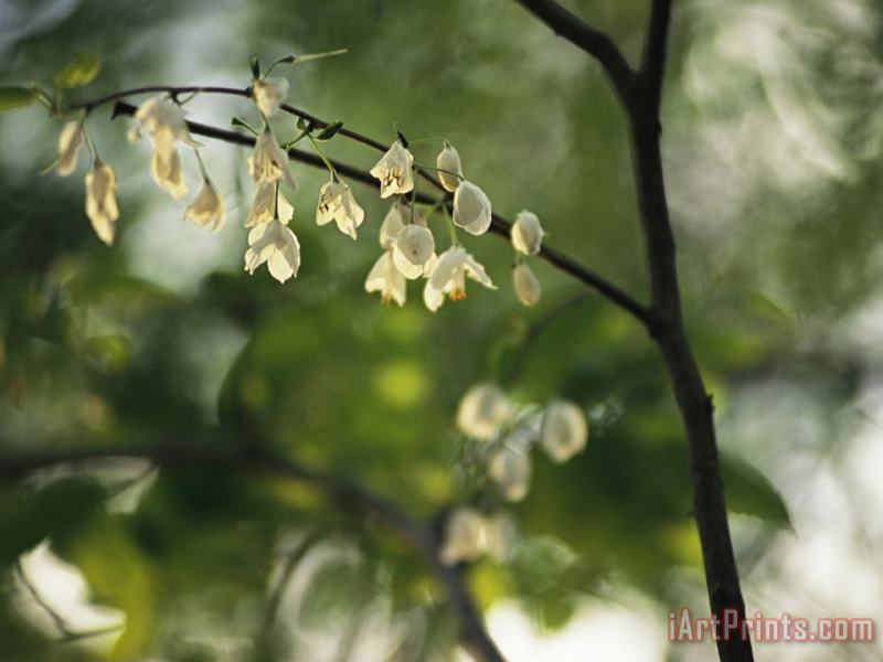 Delicate White Flowers Adorn a Tree Branch in The Spring painting - Raymond Gehman Delicate White Flowers Adorn a Tree Branch in The Spring Art Print