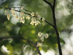 Raymond Gehman Delicate White Flowers Adorn a Tree Branch in The Spring