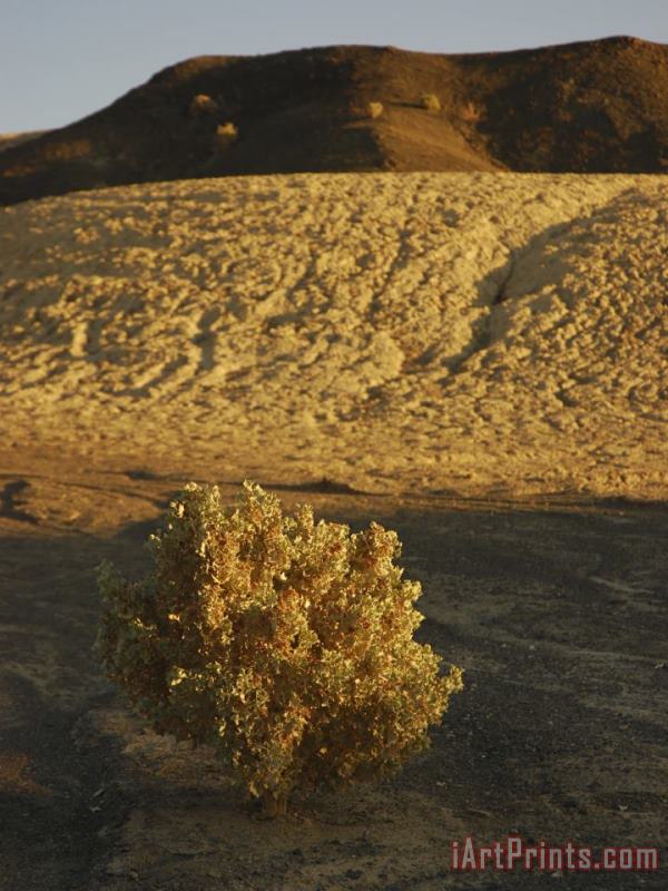 Raymond Gehman Desert Plant in Death Valley California Art Print