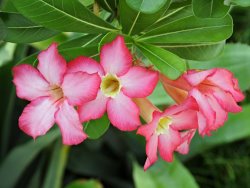 Raymond Gehman Desert Rose Blossoms Are Vibrantly Set Off Against Green Leaves painting
