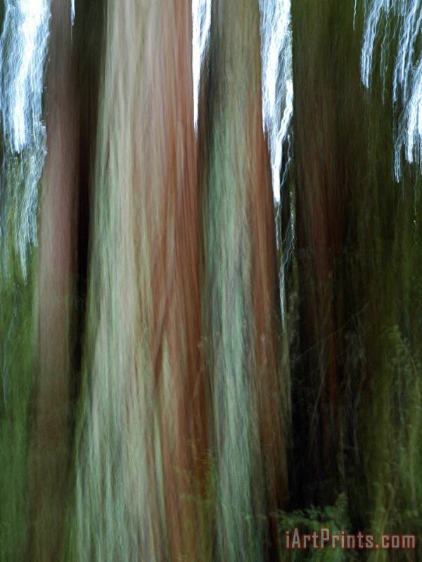 Raymond Gehman Detail of Giant Redwood Tree Trunk And Bark Art Print