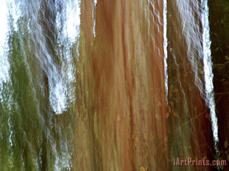 Detail of Giant Redwood Tree Trunk And Bark painting - Raymond Gehman Detail of Giant Redwood Tree Trunk And Bark Art Print