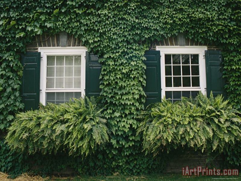 Raymond Gehman Detail of The Ivy Covered James Fenimore Cooper House Art Painting