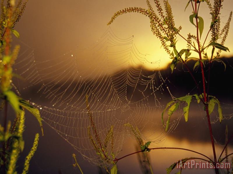 Dew Glistening in a Spider's Web at Sunrise painting - Raymond Gehman Dew Glistening in a Spider's Web at Sunrise Art Print