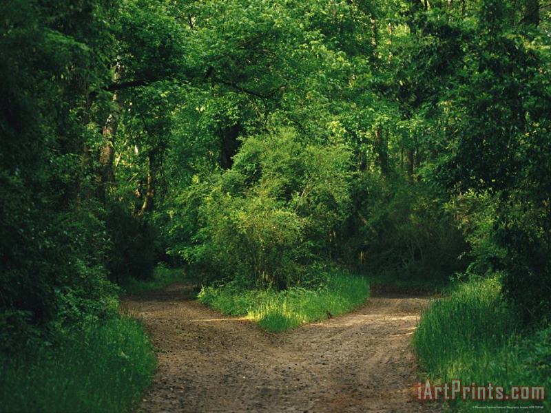 Diverging Trails in a Woodland painting - Raymond Gehman Diverging Trails in a Woodland Art Print